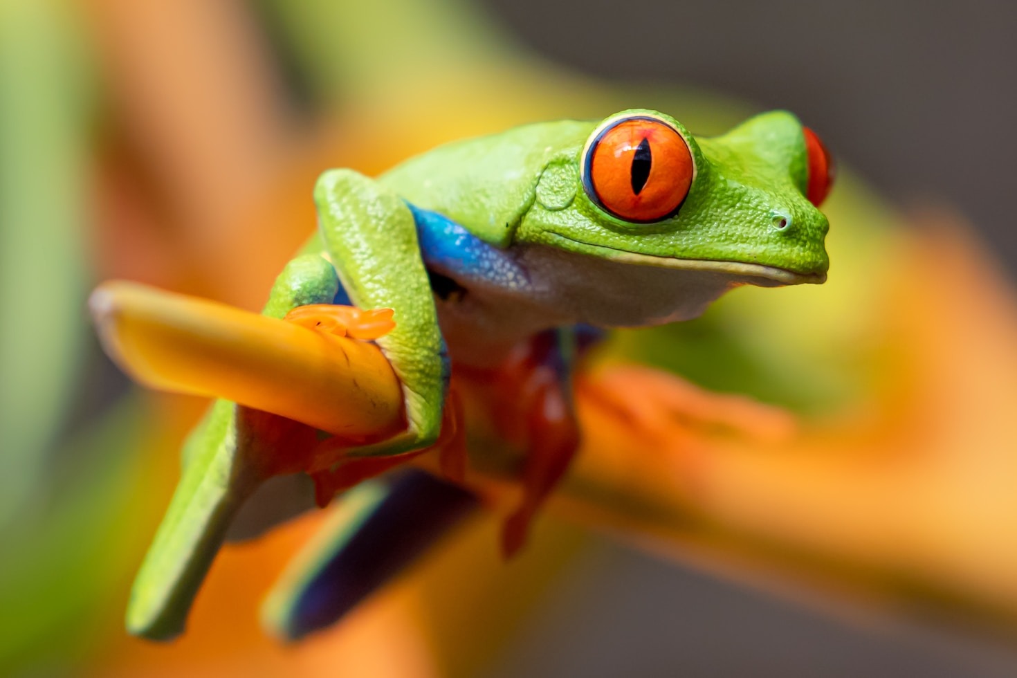 Why Frogs Represent Playful Rebellion