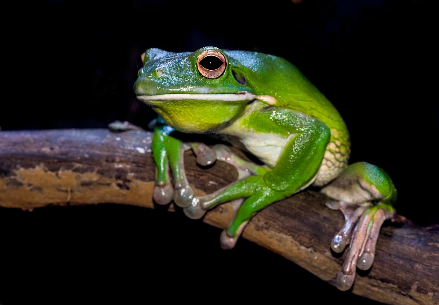 How Creativity Drives The Frog Revolution
